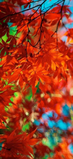 Iphone Xs Max Autumn Background — POCO C81 Picha ya Ukuta