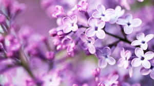 Background ya Rangi ya Pastel ya Zambarau — Zambarau pastel Picha ya Ukuta
