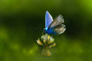 Picha za Aesthetic ya Farasha — MacBook Air M4 Picha ya Ukuta