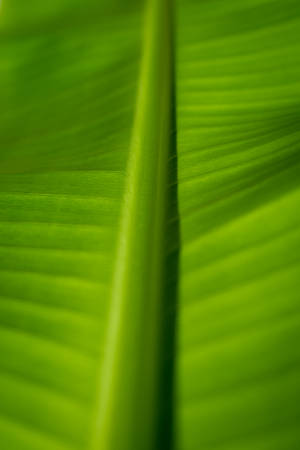 Banana Leaf Macro Photography wallpaper. — 2:3 Picha ya Ukuta