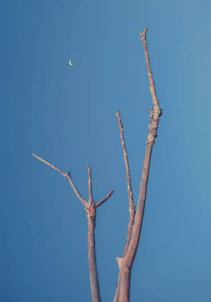 Barren tree pointing at crescent moon wallpaper — OnePlus Pad Picha ya Ukuta