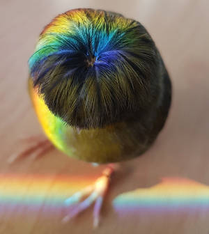Barry The Canary Bowl Cut — Honor Magic V Picha ya Ukuta