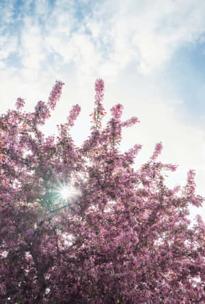 Beautiful Blooming Trees in Spring — Honor MagicPad 3 Picha ya Ukuta