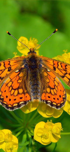 Beautiful Orange Butterfly wallpaper — iPhone 16e Picha ya Ukuta