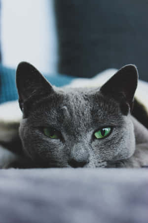Russian Blue Cat Pictures — Honor Pad GT2 Pro Picha ya Ukuta