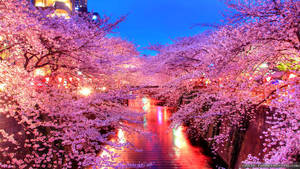 Spring in Japan with Sakura trees along a path wallpaper