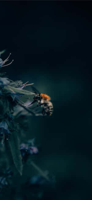 Bee Iphone — Vivo X200 FE Picha ya Ukuta