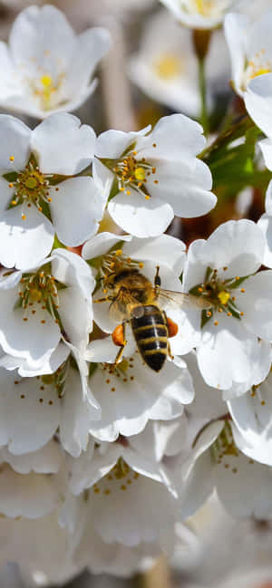 Bee Iphone — Vivo V60 Lite Picha ya Ukuta