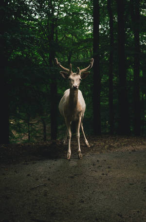 Big Buck Roadside — Huawei MatePad Pro 12 (2026) Picha ya Ukuta