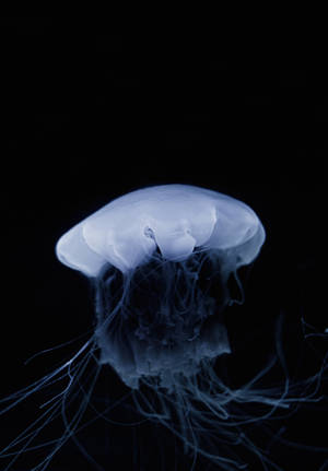 Picha ya Jellyfish Mweusi na Mweupe — Oppo Pad 6 Picha ya Ukuta