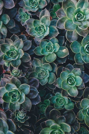 Echeveria succulent green aesthetic wallpaper