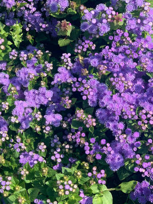 Bluemink Maua Floral Iphone
