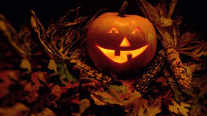 Boga la Halloween la Kale Shamba la Mahindi. — Halloween ya zamani Picha ya Ukuta