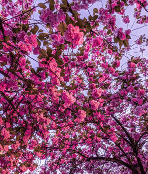 Bright Pink Cherry Blossom Flowers wallpaper — Galaxy Z Fold 6 Picha ya Ukuta