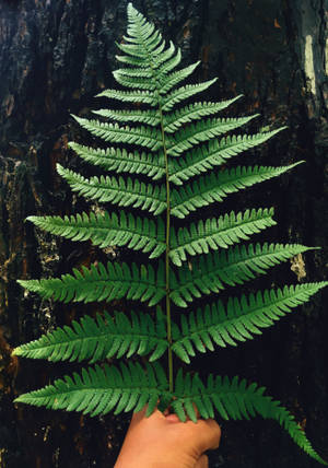 Person holding a green fern 4K wallpaper. — Oppo Pad 5 Matte Display Picha ya Ukuta