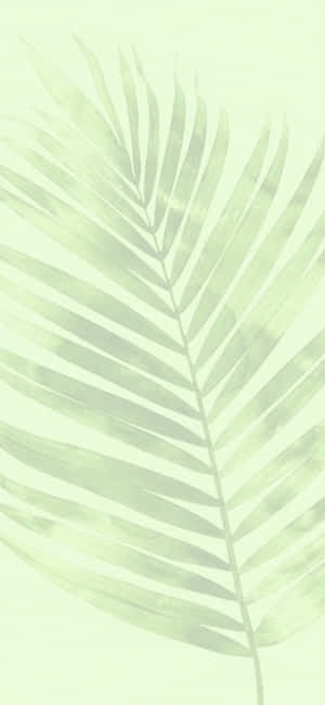 Green Aesthetic background — iPhone 16 Pro Picha ya Ukuta