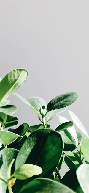 Plant Iphone — iPhone 15 Pro Max Picha ya Ukuta