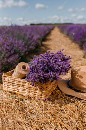 Buds za Maua ya Lavender na Kamba