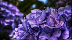Bunches za Maua za Rangi ya Zambarau — Zambarau aesthetic GIF Picha ya Ukuta