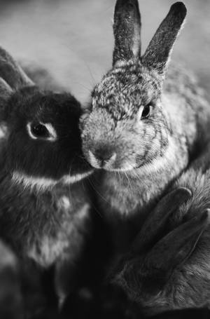 Kijivu bunnies wallpaper ya simu. — Honor MagicPad 3 Pro 12.3 Picha ya Ukuta