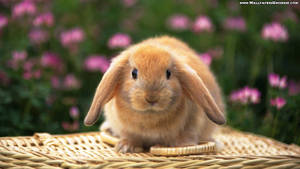 Bunny Nyekundu Mzuri wa Spring