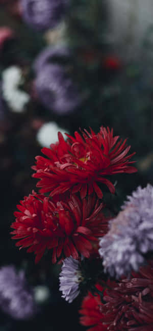Iphone Flowers — iPhone 15 Pro Max Picha ya Ukuta