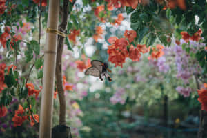 Butterfly Aesthetic pictures — MacBook Air 15 Picha ya Ukuta