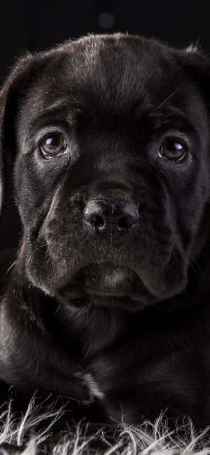Cane Corso background — OnePlus Ace Picha ya Ukuta