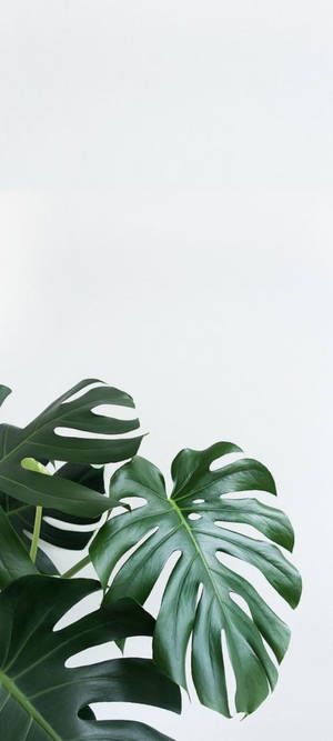 Caption: Swiss cheese plant against white wall — POCO C71 Picha ya Ukuta