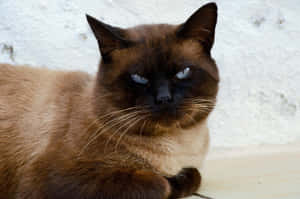 Picha za Grumpy Cat — MacBook Pro M3 Picha ya Ukuta