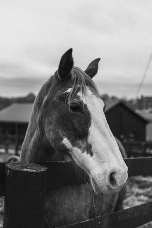 Central Kentucky Horse — Xiaomi Pad 9 Pro Max Picha ya Ukuta