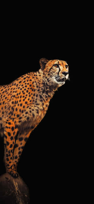 Cheetah Iphone — Huawei nova 15 Picha ya Ukuta