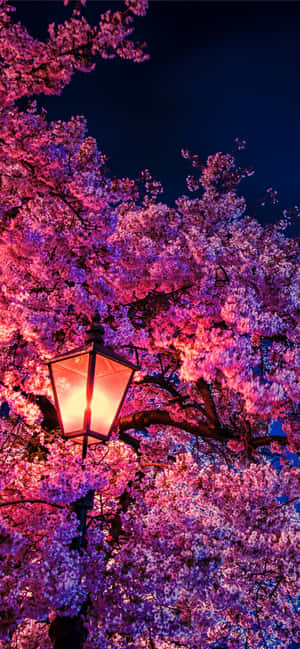 Mazingira ya Miti ya Sakura — Tecno Pop X Picha ya Ukuta