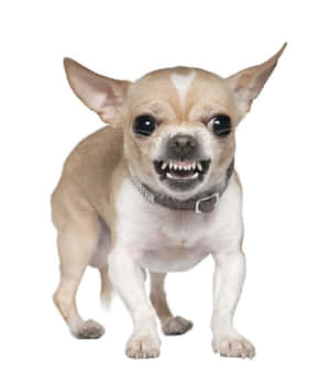 Background ya Chihuahua — Galaxy Z Flip 8 Picha ya Ukuta
