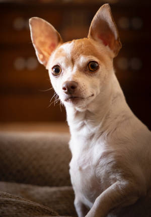 Chihuahua Nyeupe na Kahawia wallpaper — OnePlus Pad Picha ya Ukuta