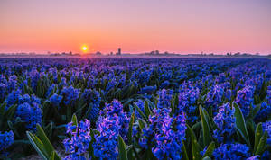Cityscape Hyacinth Flower Field Wallpaper — Kiangazi Picha ya Ukuta