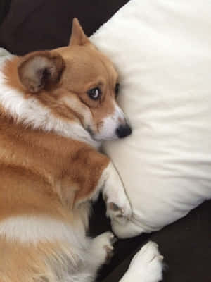 Picha za Corgi za Ajabu — iPad 9th Generation Picha ya Ukuta