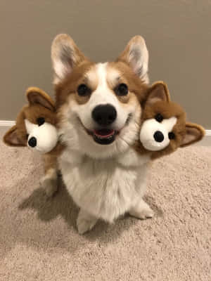 Picha za Corgi za Ajabu — iPad 9th Generation Picha ya Ukuta
