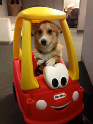 Picha za Corgi Funny — iPad Pro 12.9 Picha ya Ukuta