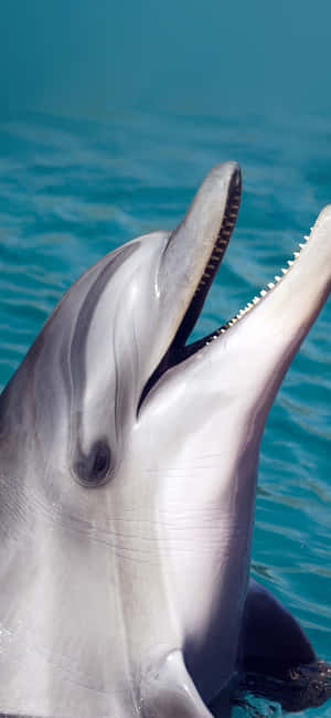 Cute Dolphin Pictures — Honor X5d Plus Picha ya Ukuta
