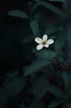 Cute Flower Dark Green Aesthetic Wallpaper — Honor MagicPad4 Picha ya Ukuta