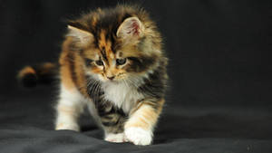 Photo of a fluffy kitten walking on a black fabric wallpaper. — Muted Picha ya Ukuta