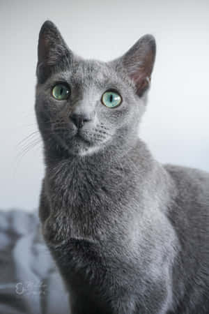 Russian Blue Cat Pictures — Honor MagicPad 3 Picha ya Ukuta