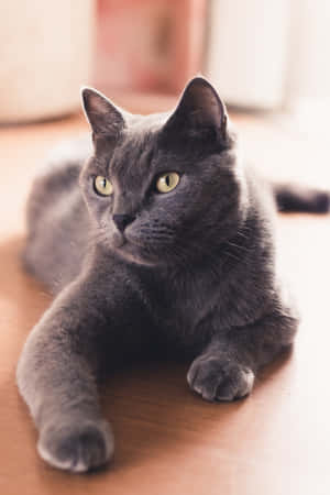 Russian Blue Cat Pictures — Huawei MatePad 11.5 S (2025) Picha ya Ukuta