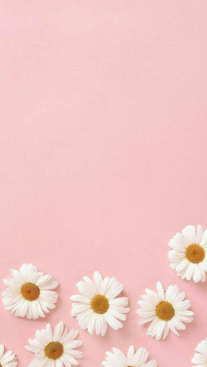 Daisies katika pink nzuri aesthetic wallpaper — Nzuri aesthetic Picha ya Ukuta