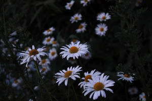 Daisy ya kijani ya giza wallpaper. — Magharibi Picha ya Ukuta