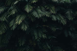 Dark Green Aesthetic pictures — MacBook Pro M3 Picha ya Ukuta
