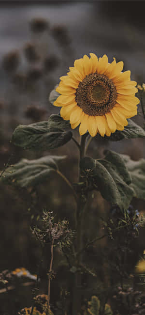 Sunflower ya Giza — Vivo X500 Pro Picha ya Ukuta
