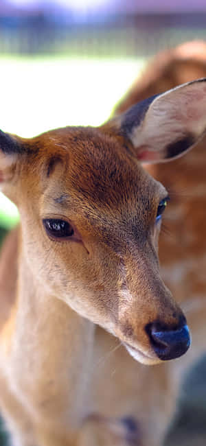 Cute Animal Iphone — iPhone 16 Plus Picha ya Ukuta