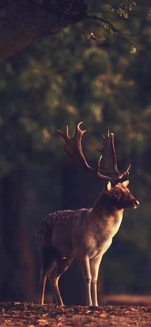 Deer Desktop — iPhone 17e Picha ya Ukuta